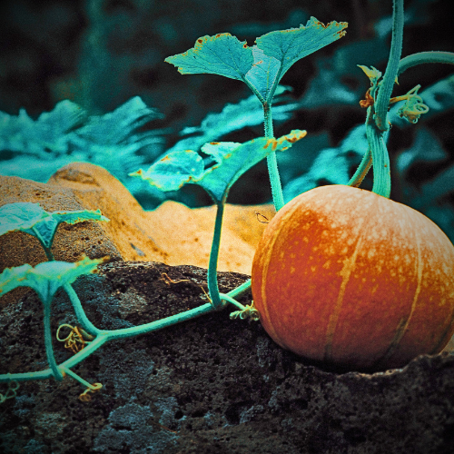 Glad of the Gourd